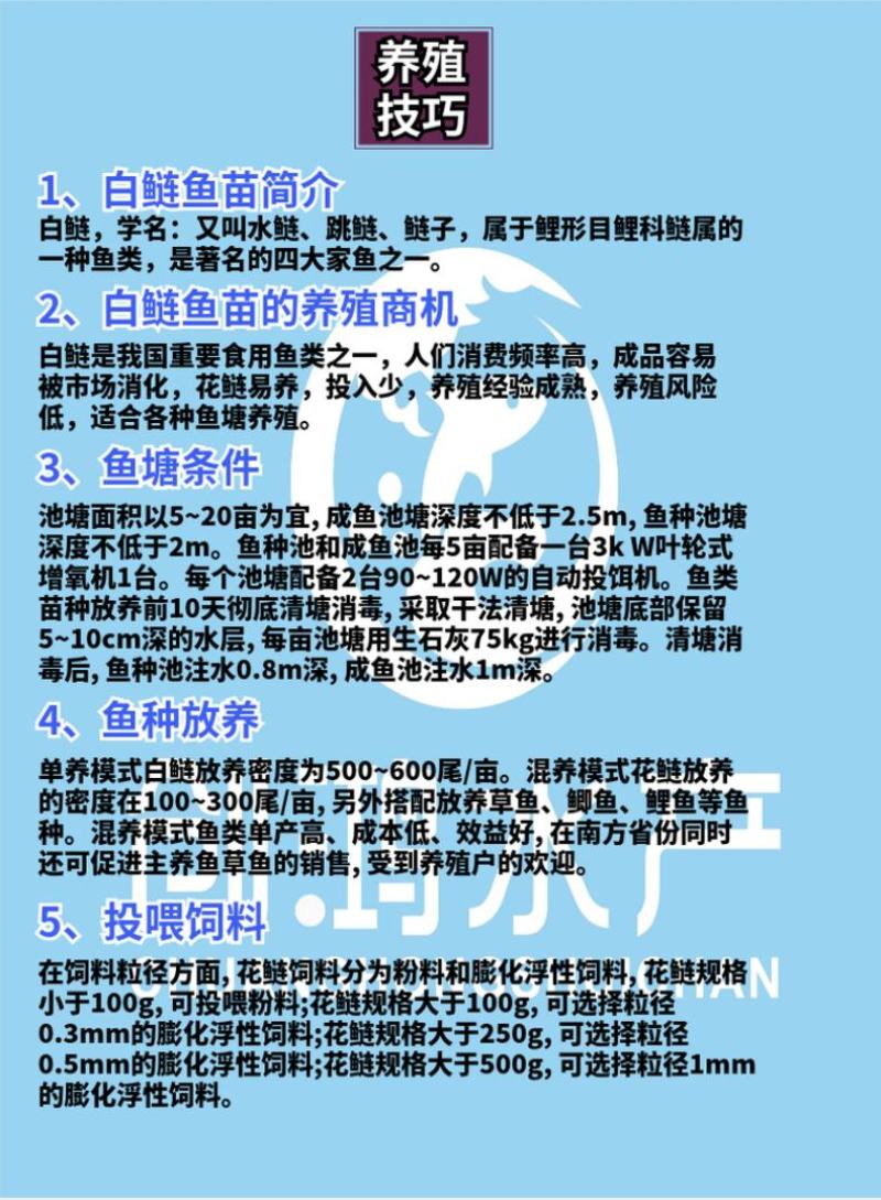 【2023新苗】白鲢鱼苗鳊鱼苗白鲢水花供应各种淡水鱼苗
