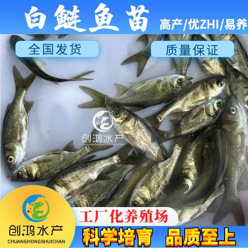 【2023新苗】白鲢鱼苗鳊鱼苗白鲢水花供应各种淡水鱼苗