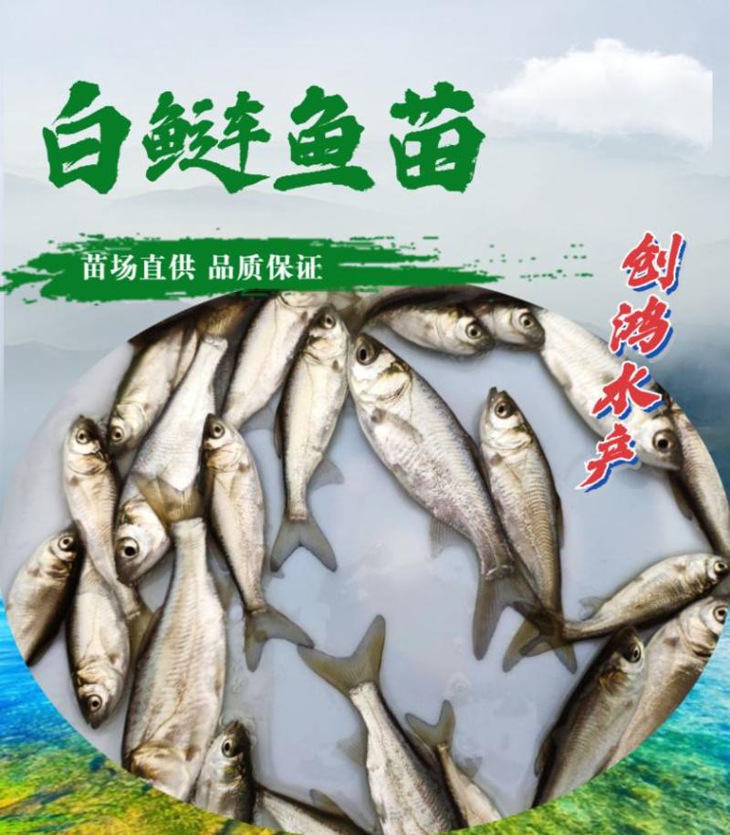 2023新苗白鲢鱼苗鳊鱼苗四大家鱼出售各种淡水鱼苗