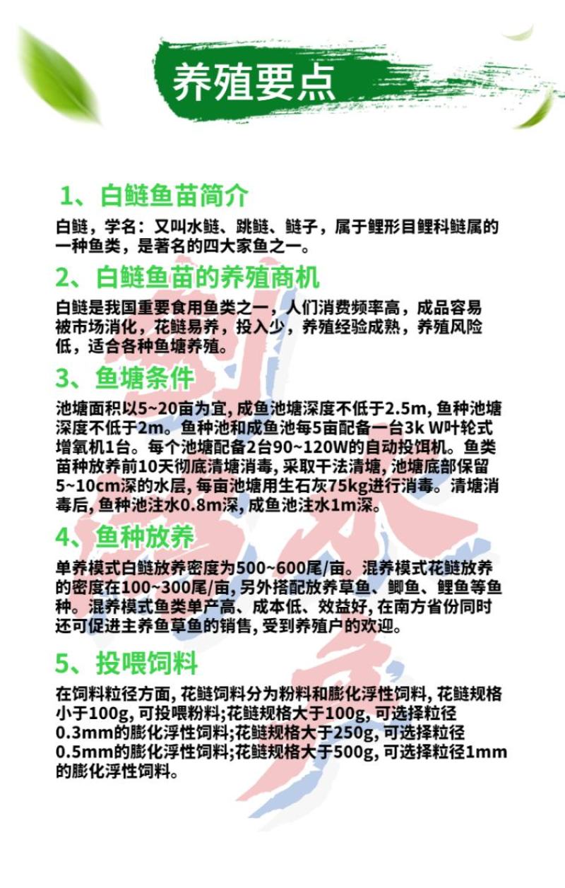 2023新苗白鲢鱼苗鳊鱼苗四大家鱼出售各种淡水鱼苗