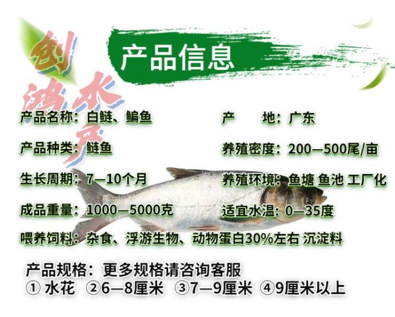 【2023新苗】白鲢鱼苗鳊鱼苗白鲢水花供应各种淡水鱼苗