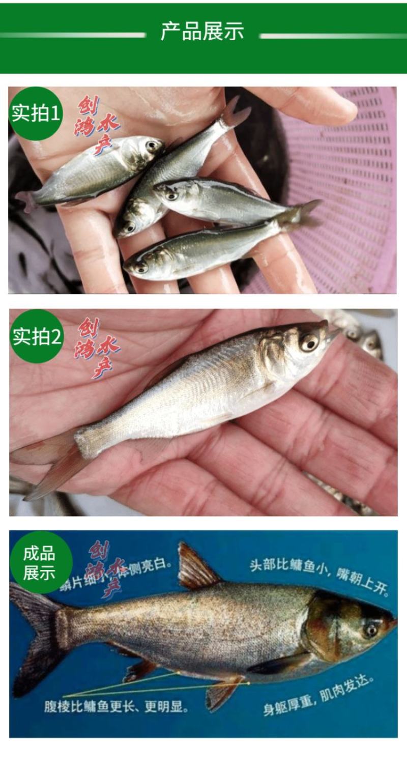 【2023新苗】白鲢鱼苗鳊鱼苗白鲢水花供应各种淡水鱼苗
