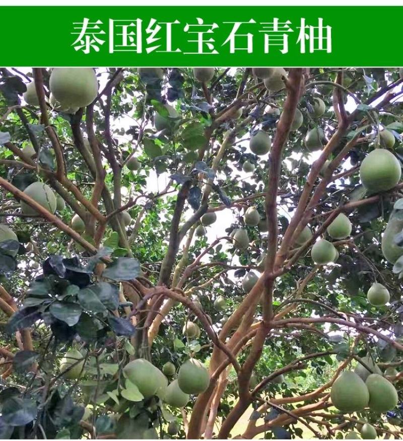 泰国红宝石青柚苗基地直供品种纯正可签合同