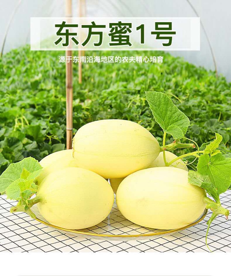 东方蜜1号甜瓜精品1斤以上台州东方蜜浙江东方蜜