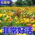 花菱草花种子庭院四季易种易活开花不断金英花多年生耐