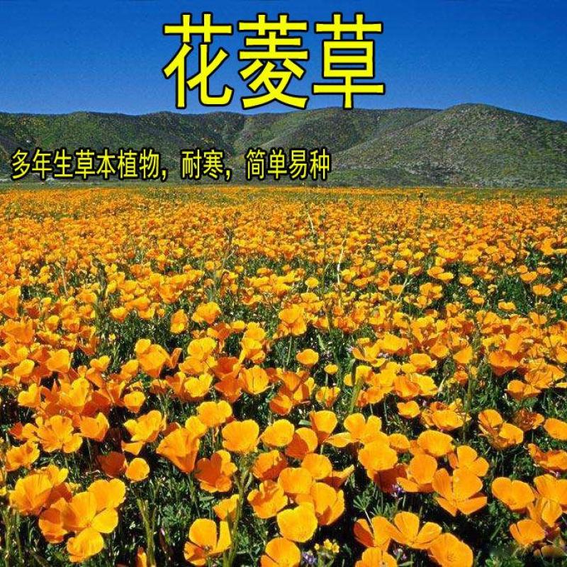 花菱草花种子庭院四季易种易活开花不断金英花多年生耐