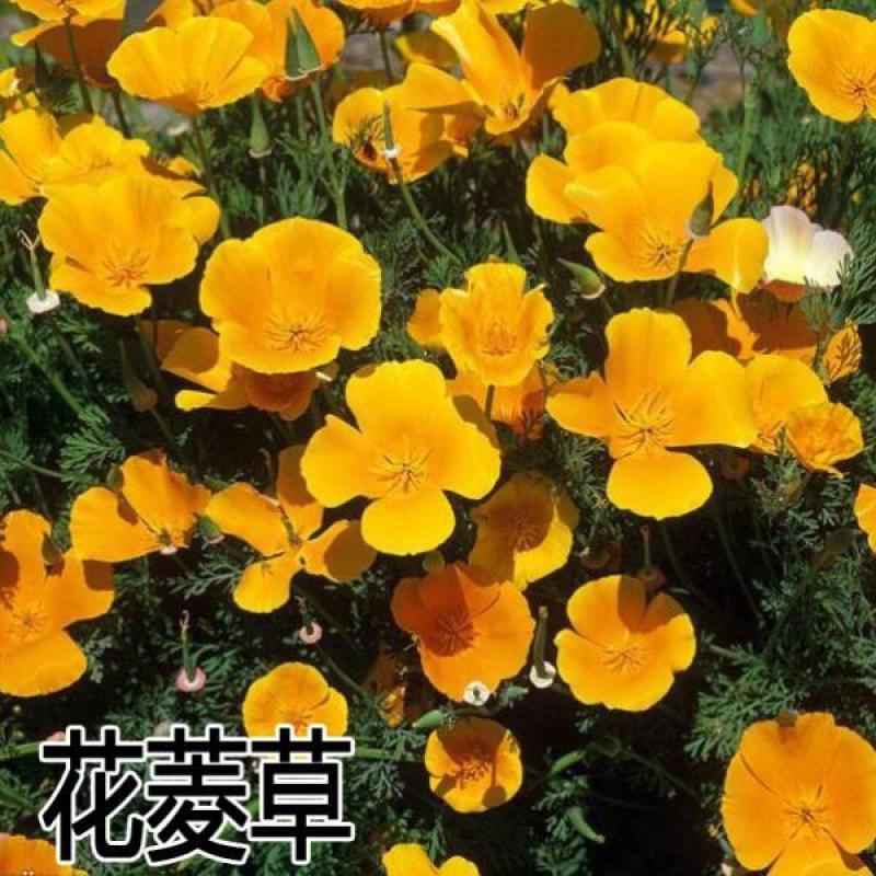 花菱草花种子庭院四季易种易活开花不断金英花多年生耐
