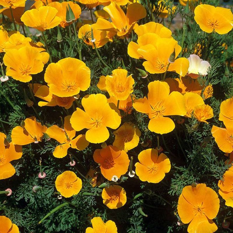 花菱草花种子庭院四季易种易活开花不断金英花多年生耐