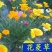 花菱草花种子庭院四季易种易活开花不断金英花多年生耐