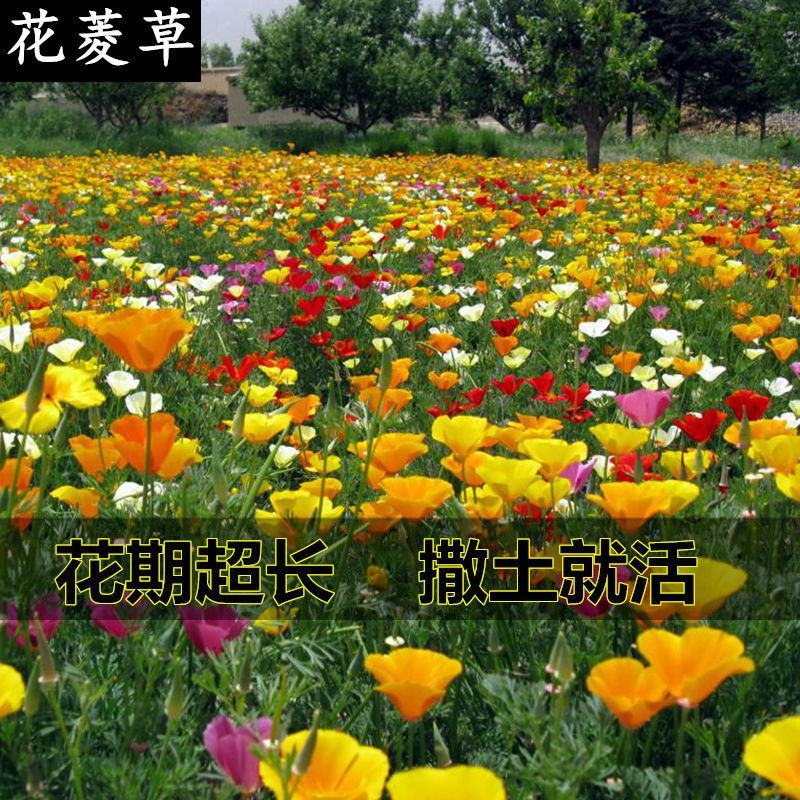 花菱草花种子庭院四季易种易活开花不断金英花多年生耐