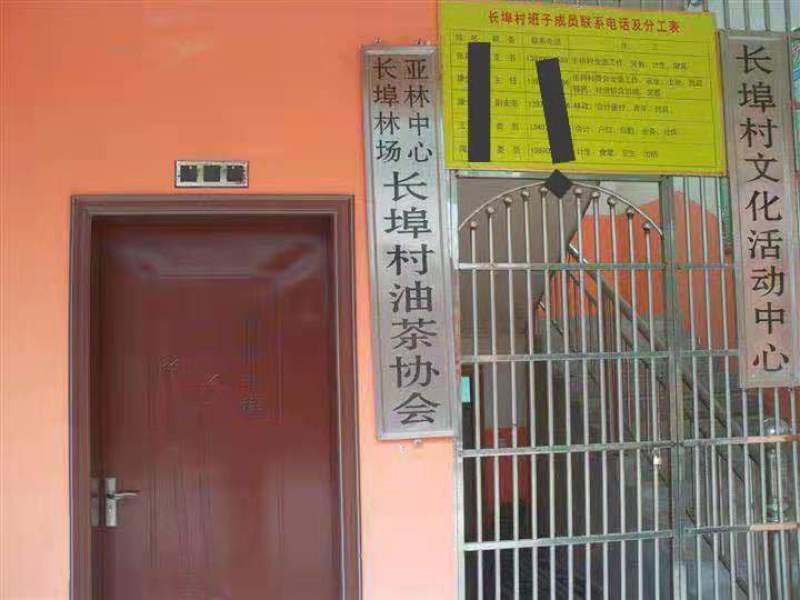 省林业厅定点育苗单位分宜亚林中心长埠林场长林系油茶苗
