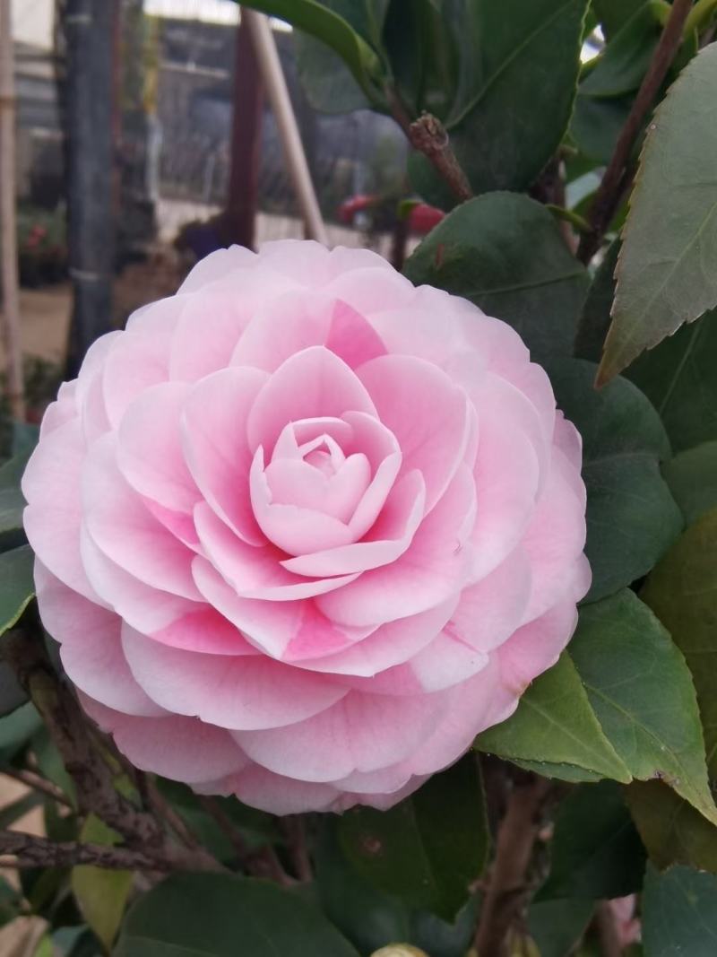 佛山市南海区云木茶花园