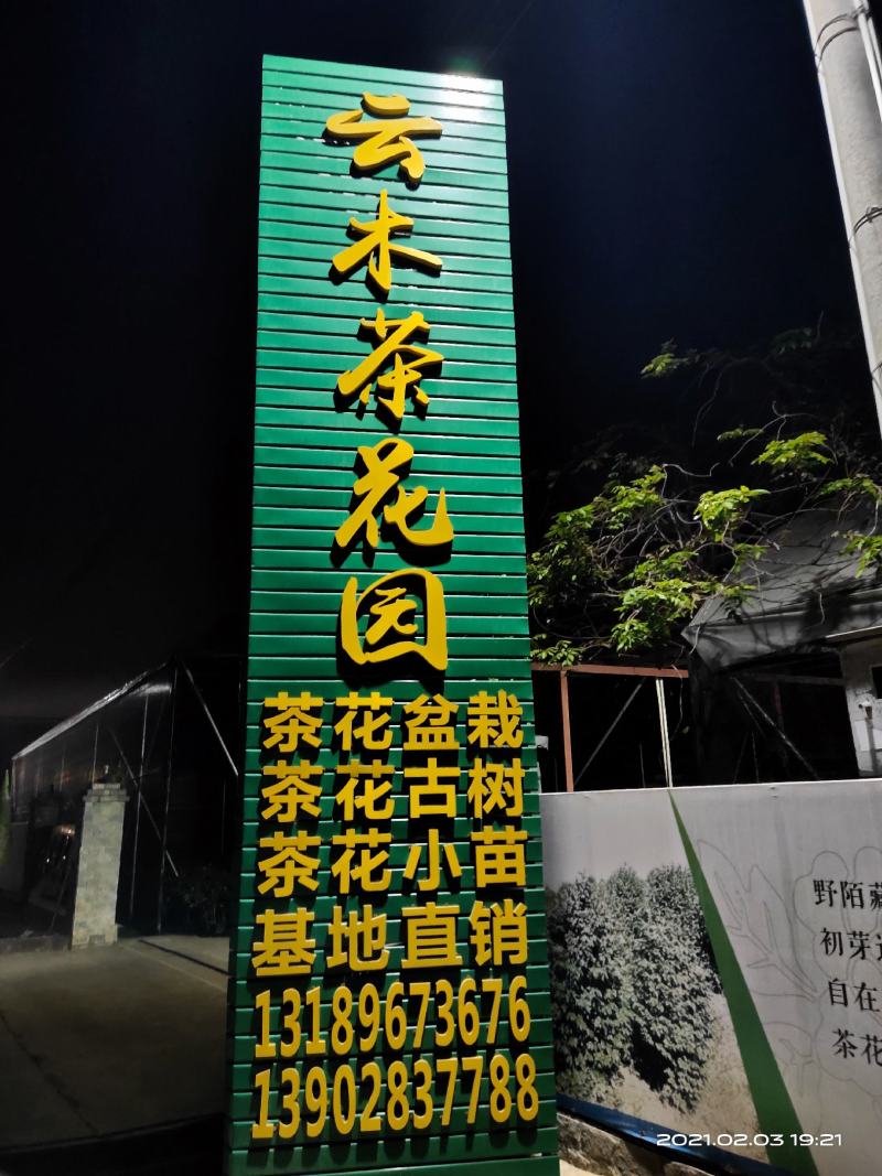 佛山市南海区云木茶花园