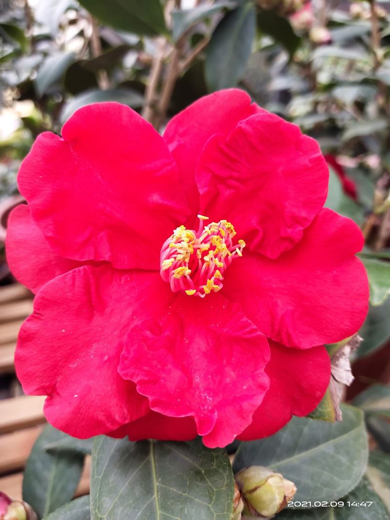 佛山市南海区云木茶花园