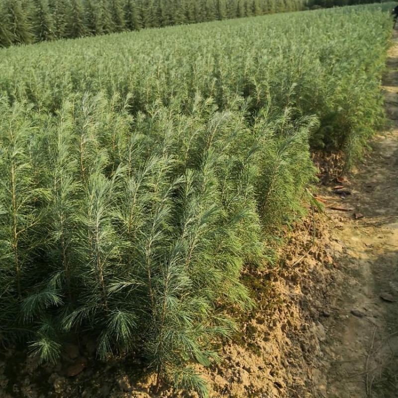 雪松苗雪松苗雪松树苗南方北方种植四季常