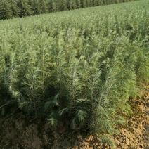 雪松苗雪松苗雪松树苗南方北方种植四季常