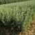 雪松苗雪松苗雪松树苗南方北方种植四季常