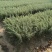雪松苗雪松苗雪松树苗南方北方种植四季常