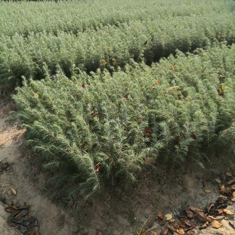 雪松苗雪松苗雪松树苗南方北方种植四季常