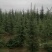 雪松苗雪松苗雪松树苗南方北方种植四季常