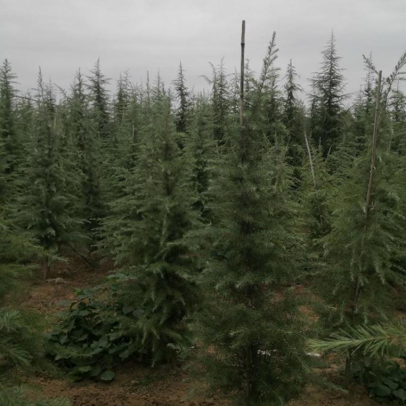 雪松苗雪松苗雪松树苗南方北方种植四季常