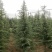 雪松苗雪松苗雪松树苗南方北方种植四季常