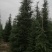 雪松苗雪松苗雪松树苗南方北方种植四季常