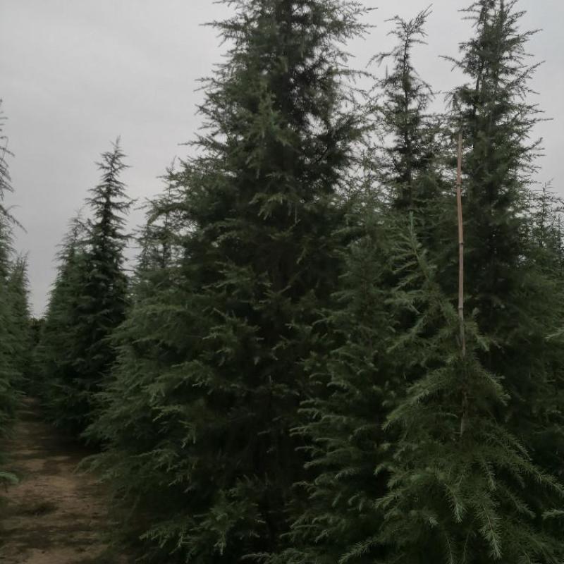 雪松苗雪松苗雪松树苗南方北方种植四季常