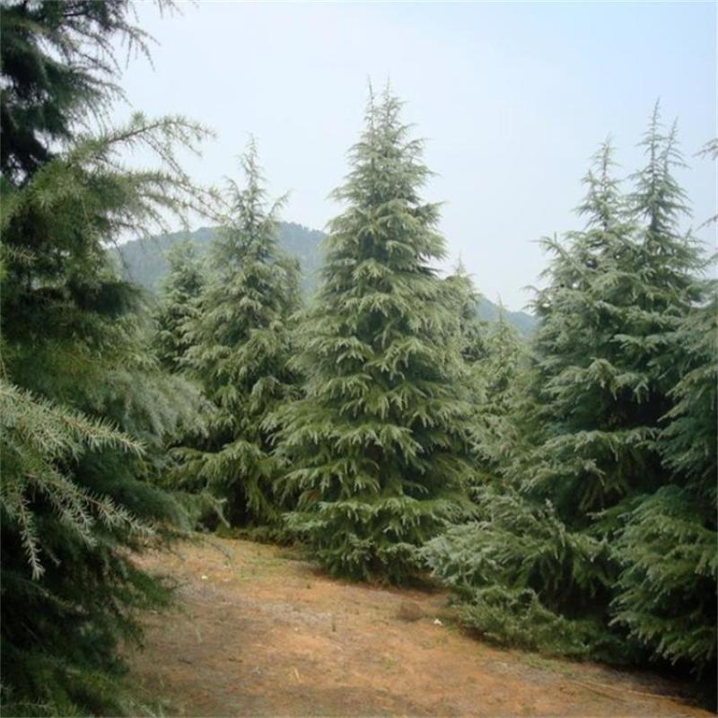 雪松苗雪松苗雪松树苗南方北方种植四季常