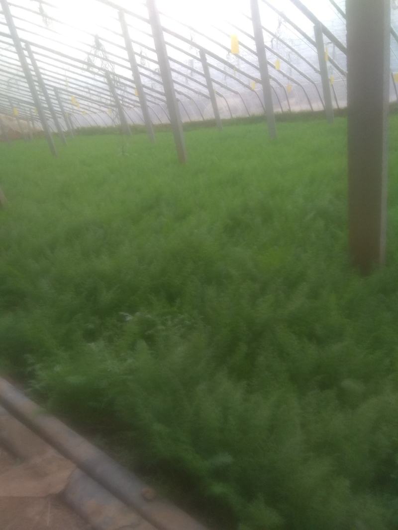 茴香苗，，茴香苗，精品茴香苗