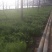 茴香苗，，茴香苗，精品茴香苗