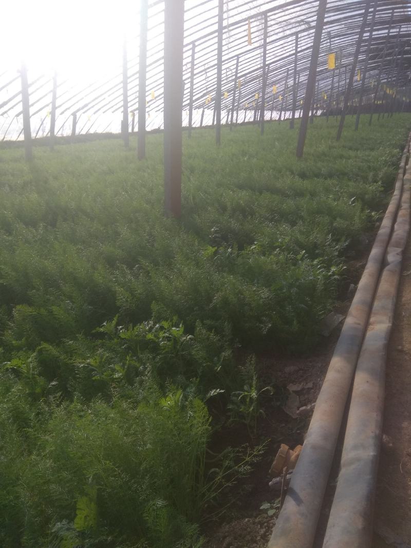 茴香苗，，茴香苗，精品茴香苗