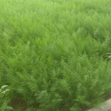 茴香苗，，茴香苗，精品茴香苗