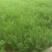 茴香苗，，茴香苗，精品茴香苗