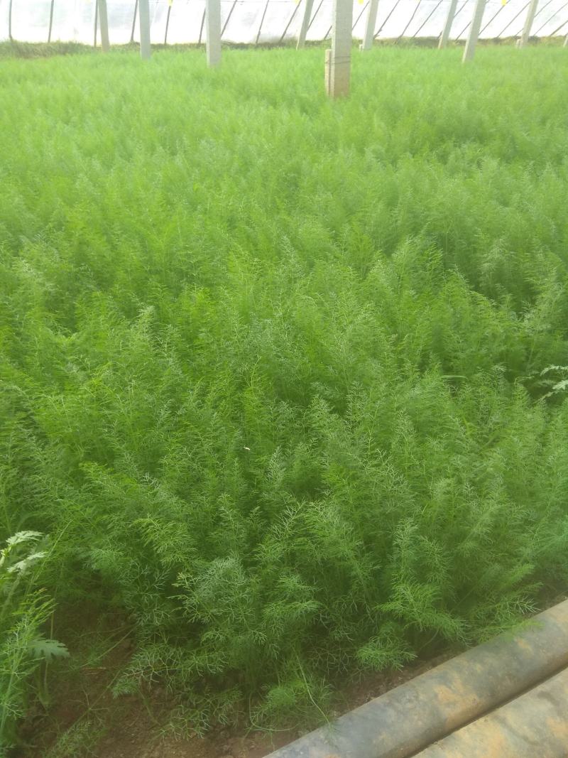茴香苗，，茴香苗，精品茴香苗