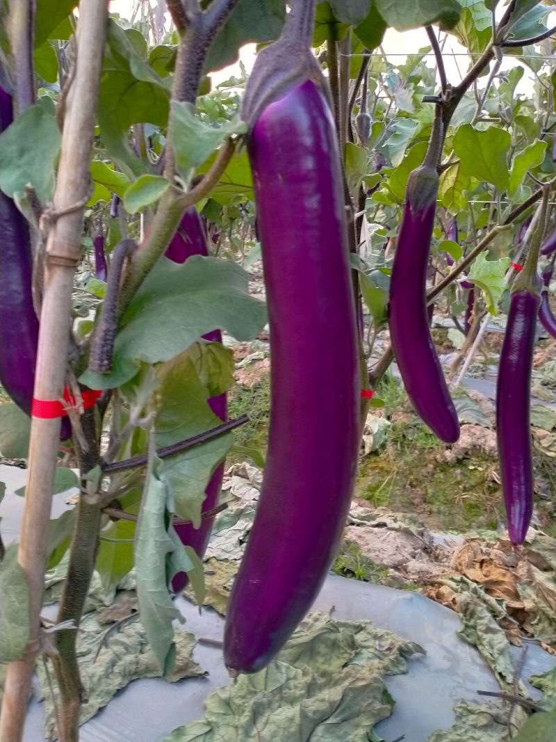 精品长茄，基地直发，供应充足，物优价廉，欢迎老板考察采购