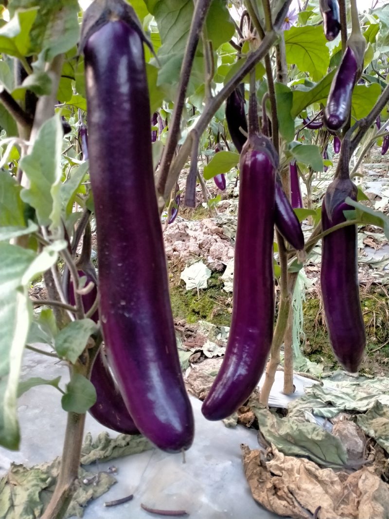 精品长茄，基地直发，供应充足，物优价廉，欢迎老板考察采购