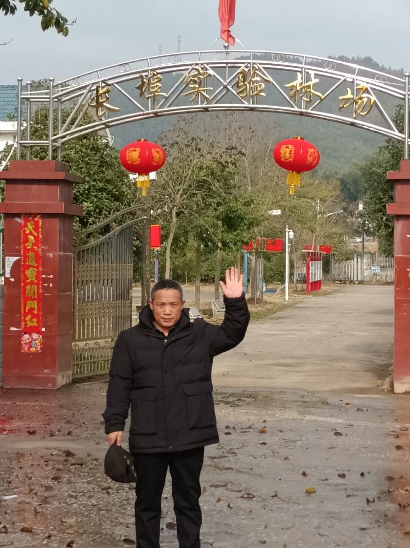 省林业厅定点育苗单位分宜亚林中心长埠林场长林系油茶苗