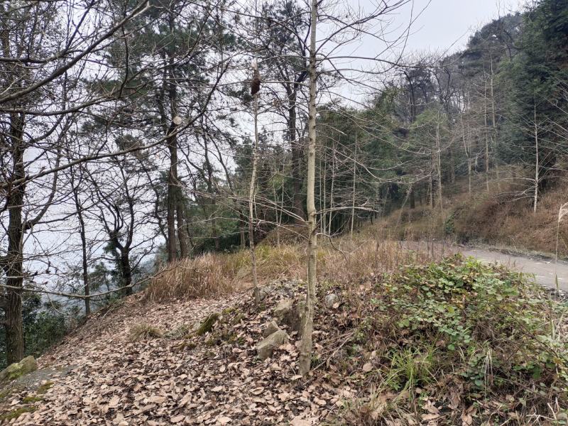 万亩林地合作，适合林下养殖