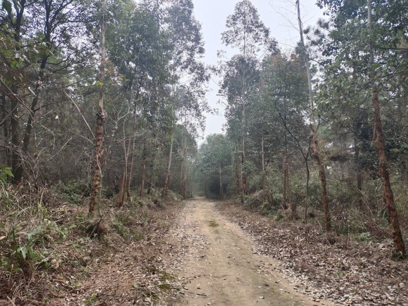 万亩林地合作，适合林下养殖