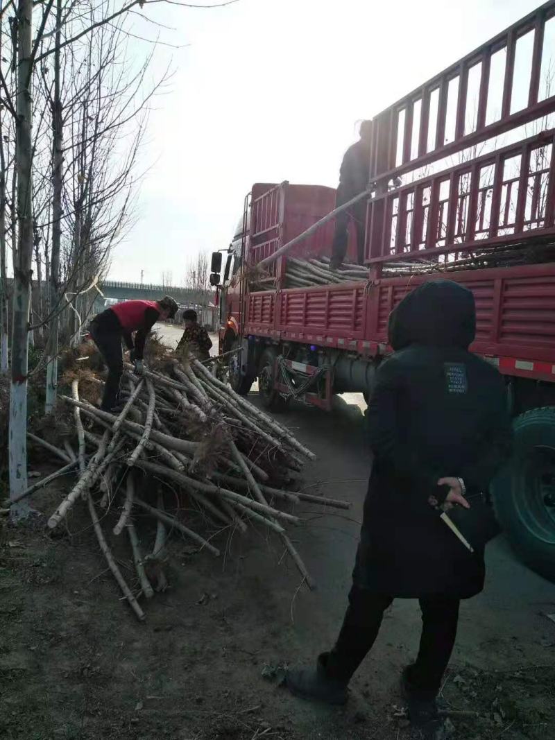 山东冠县速生杨107/108杨树苗育苗基地直发