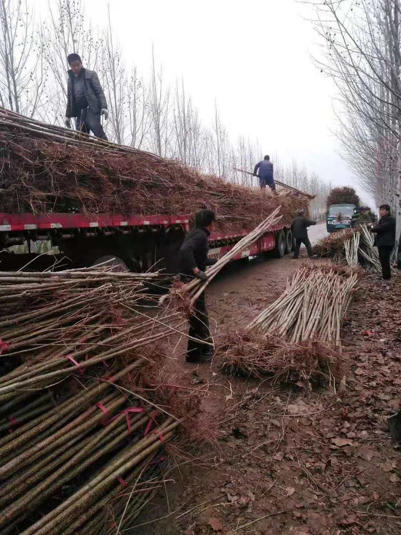山东冠县速生杨107/108杨树苗育苗基地直发