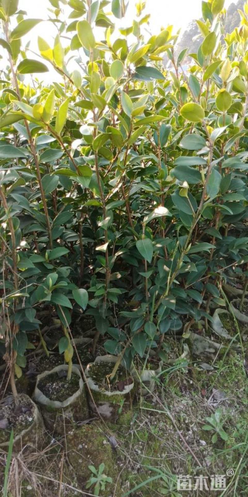 长林系油茶嫁接苗一年生二年生0.55