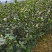 长林系油茶嫁接苗一年生二年生0.55