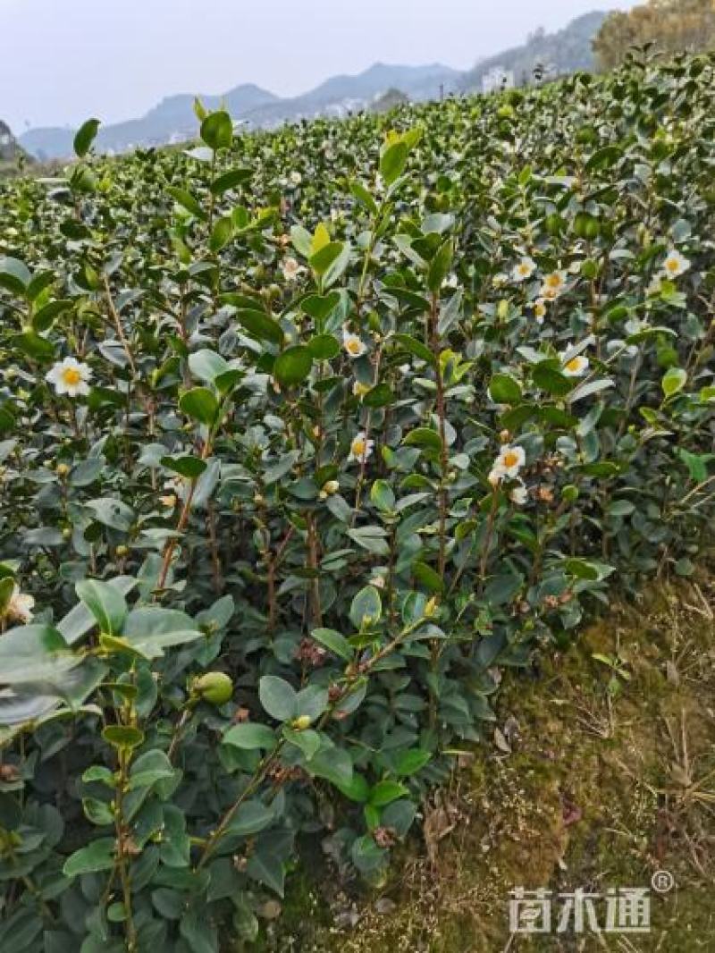 长林系油茶嫁接苗一年生二年生0.55