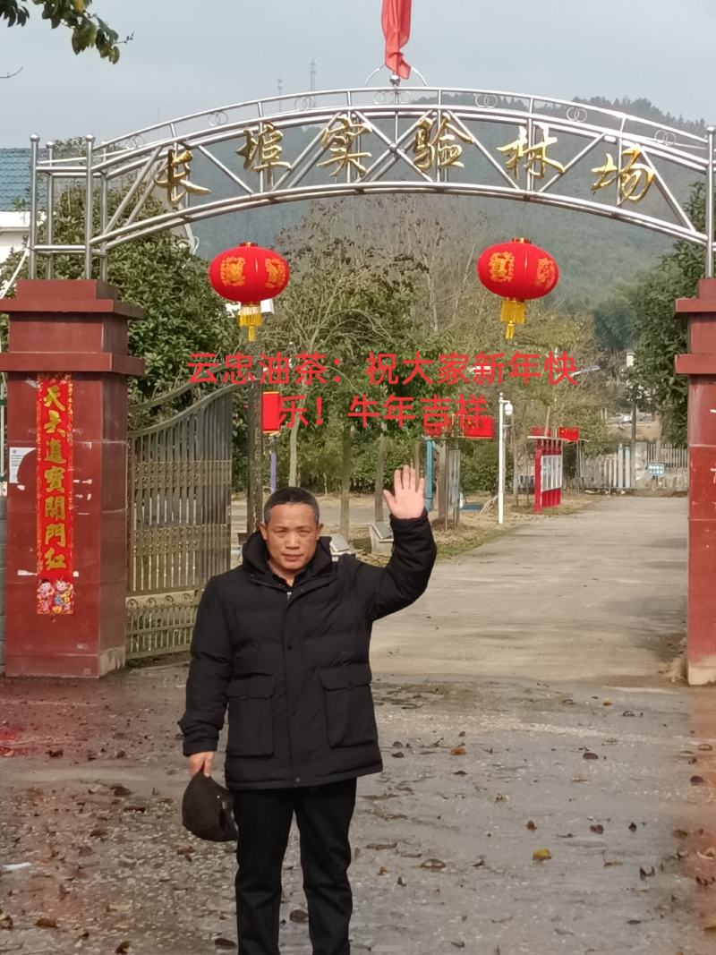 长林系油茶嫁接苗一年生二年生0.55