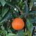 日本杂柑，丑美人柑橘苗，丑柑+红美人杂交，柑橘新品种