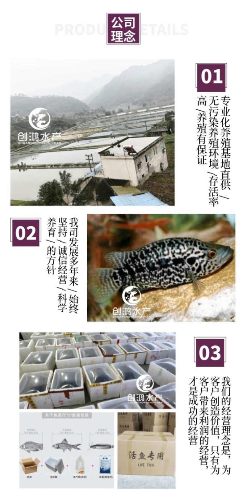 【2023新苗】淡水石斑鱼苗老虎斑鱼苗东星斑鱼苗
