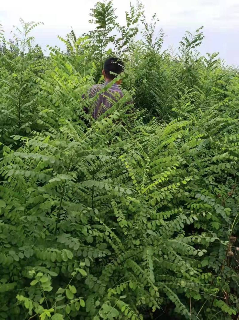 1到15公分国槐苗，山东聊城冠县苗圃基地现挖现发