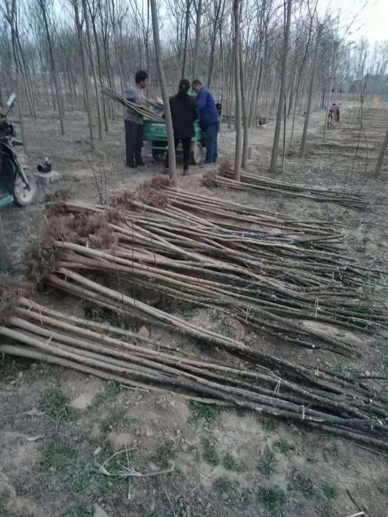 1到15公分国槐苗，山东聊城冠县苗圃基地现挖现发